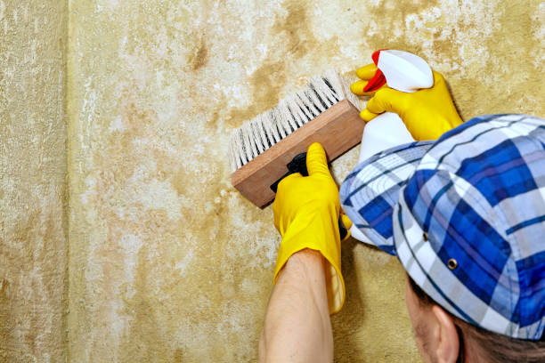 Best Environmental Consulting for Mold Prevention  in Shively, KY