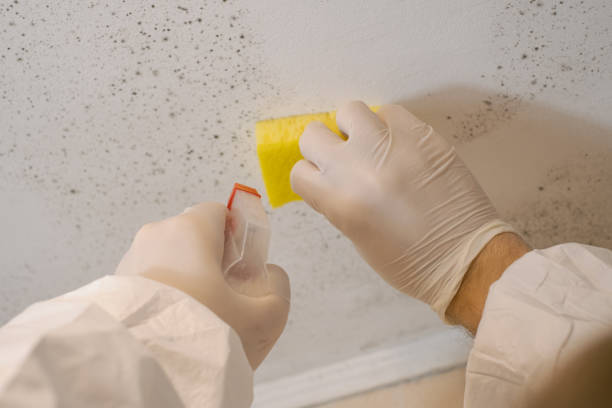 Professional Mold Removal in Shively, KY