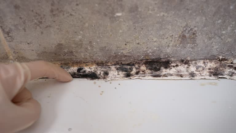 Best Residential Mold Inspection & Testing  in Shively, KY